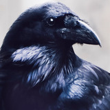 Patton Oswalt — Matthew the Raven