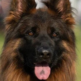 Эрос Тим Торретта — Актёр (dog)