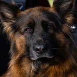 Вера фон Марс Итали — Актриса (dog)