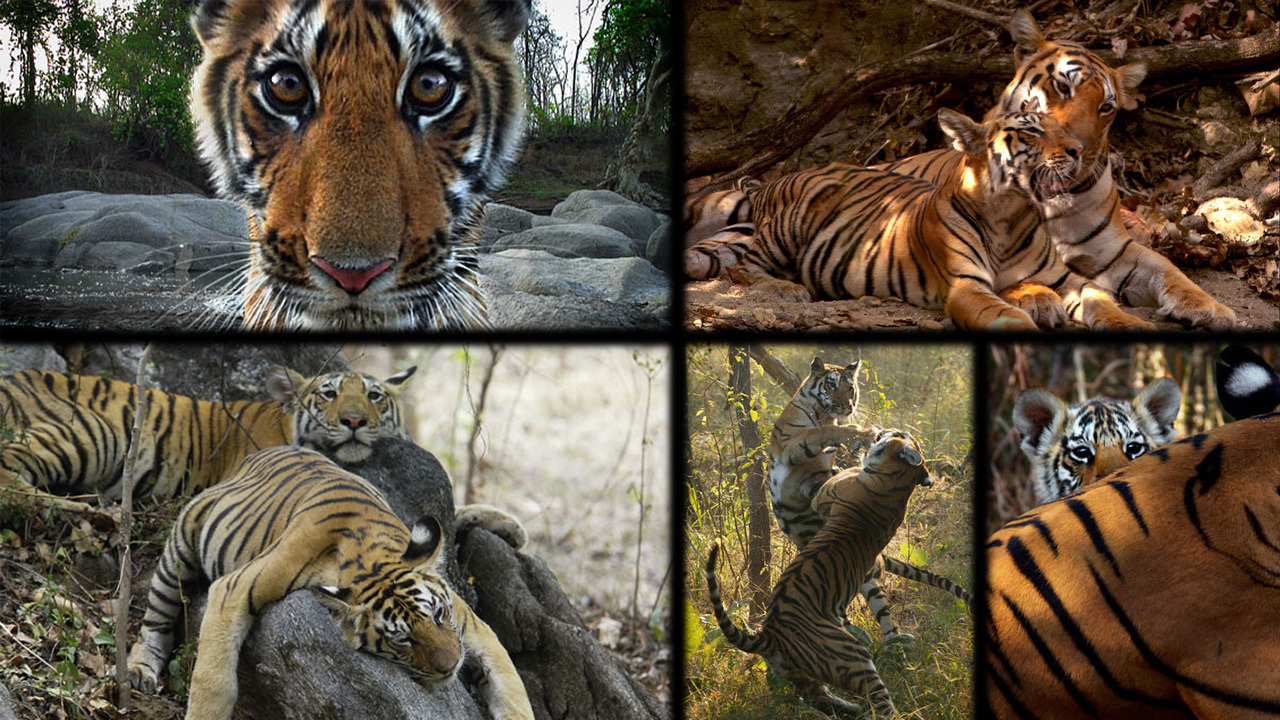 Сериал BBC: Тигр – Шпион джунглей
