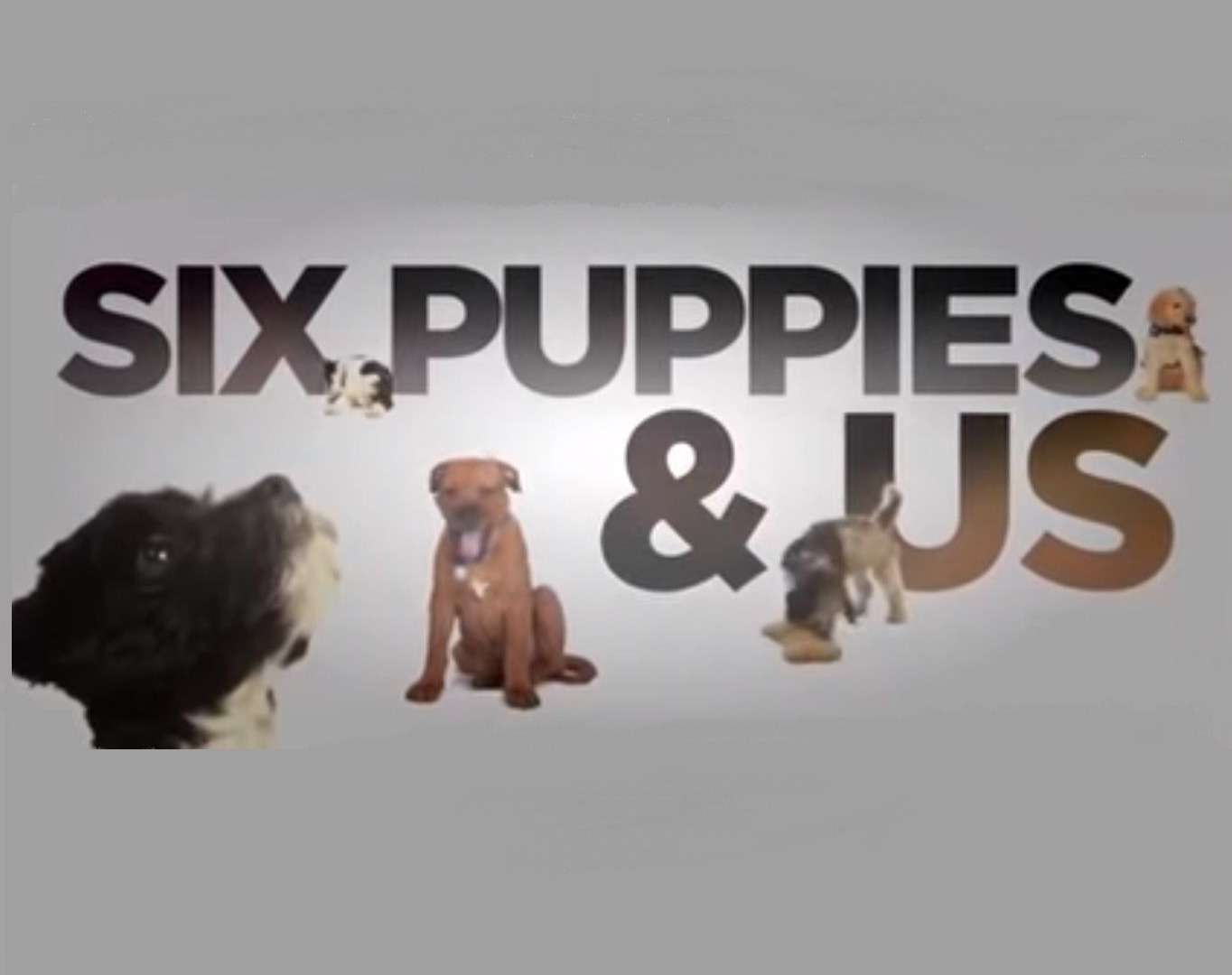 Сериал Six Puppies and Us