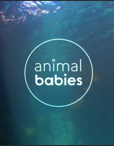Сериал Animal Babies