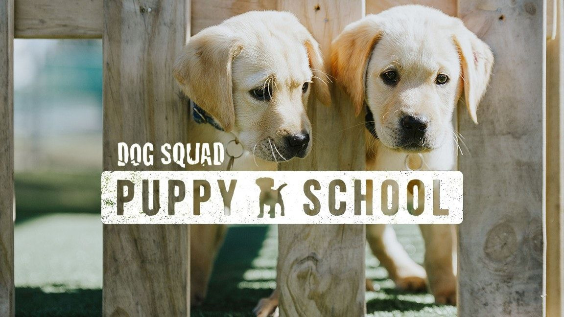 Show Dog Squad: Puppy School