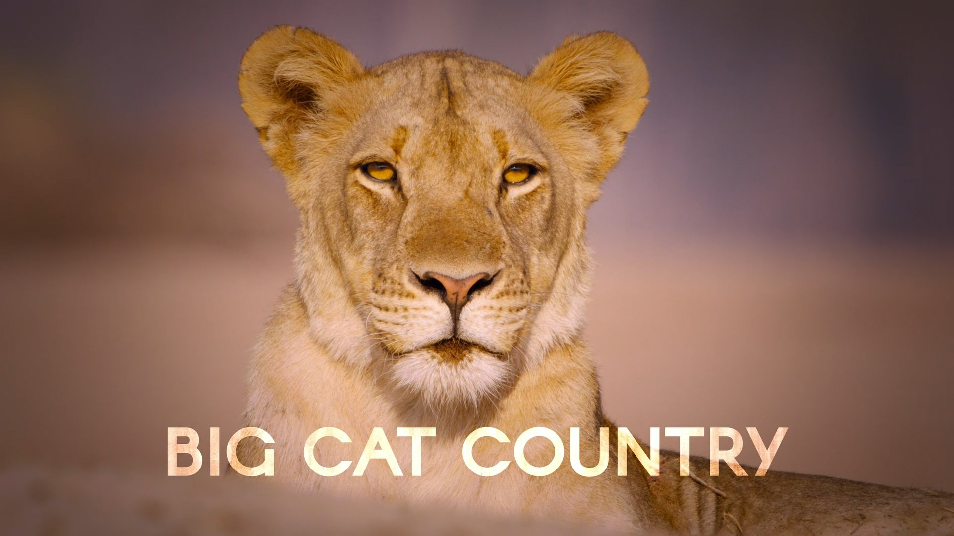 Show Big Cat Country