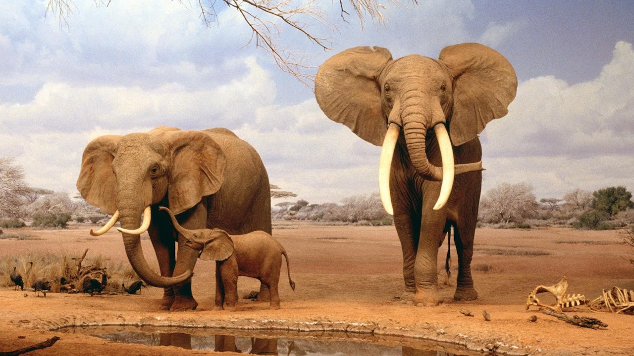 Сериал Тайны жизни слонов