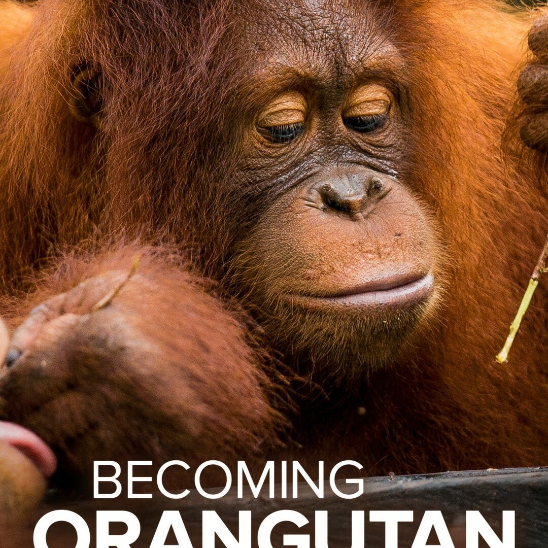 Show Becoming Orangutan
