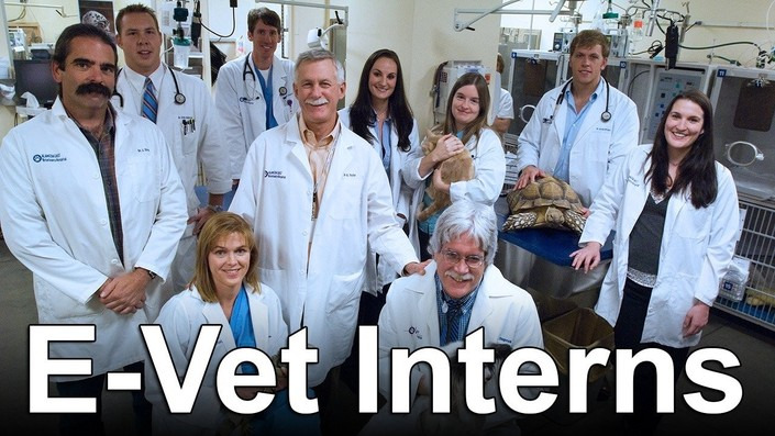 Show E-Vet Interns