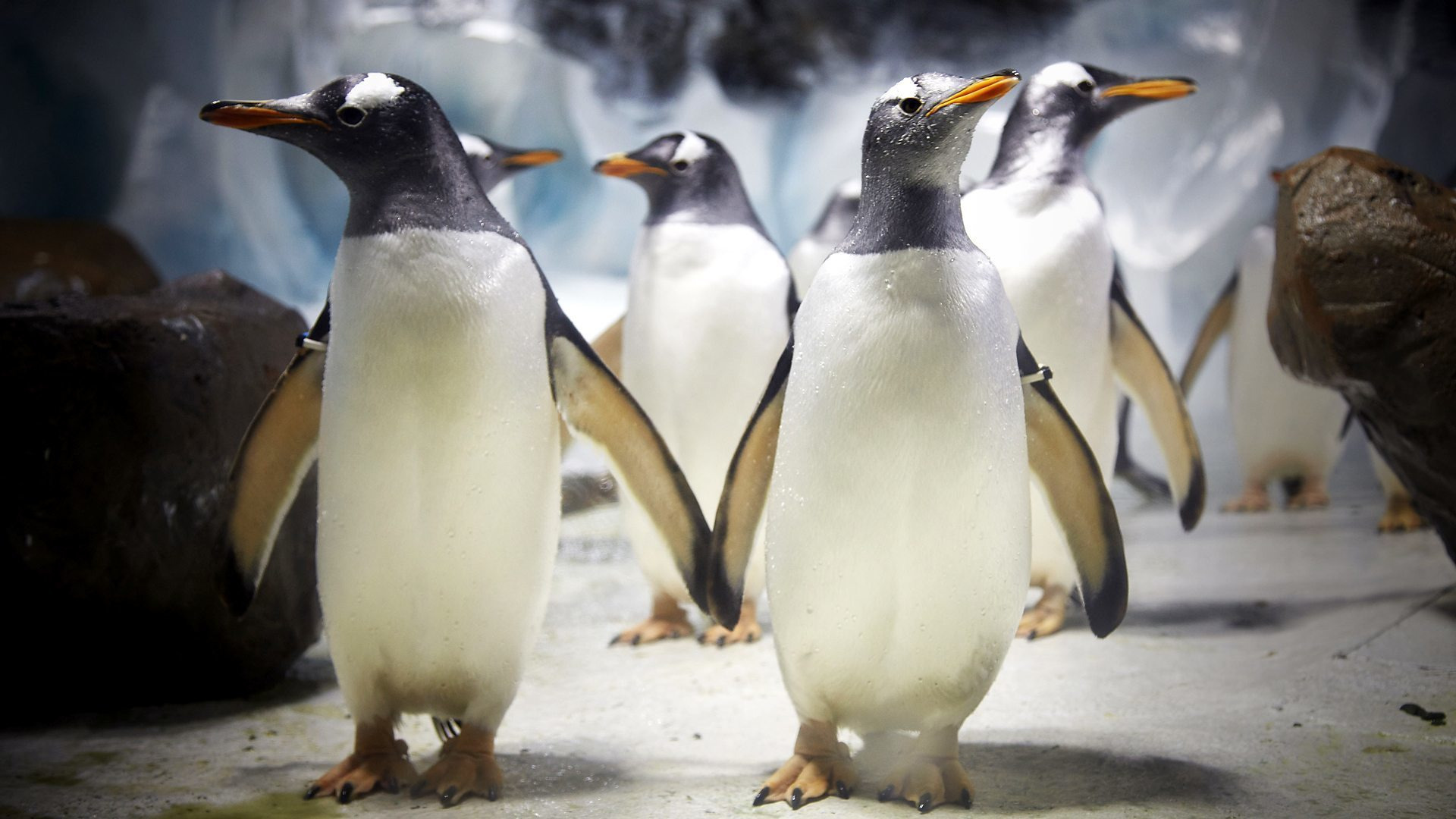 Сериал Пингвины на самолете: Передвижение великих животных