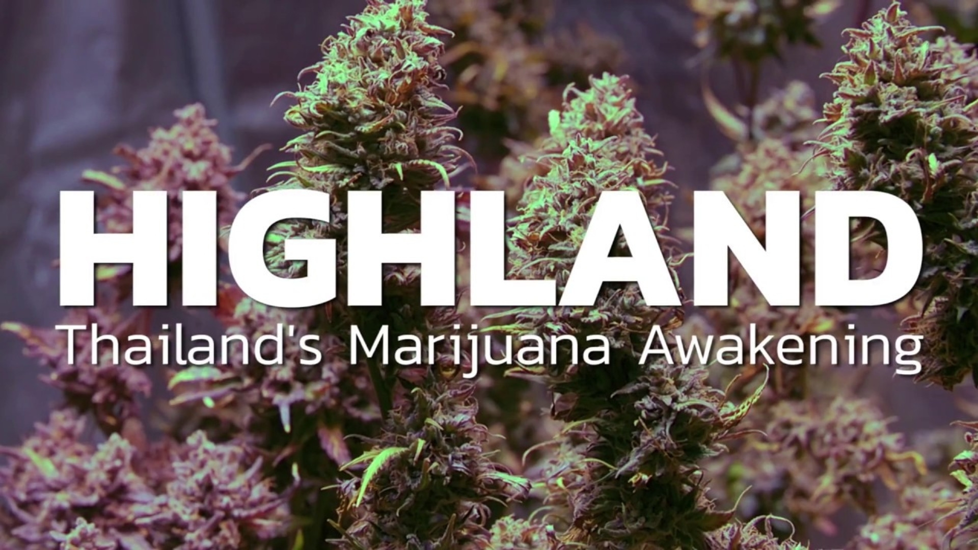 Show Highland: Thailand's Marijuana Awakening