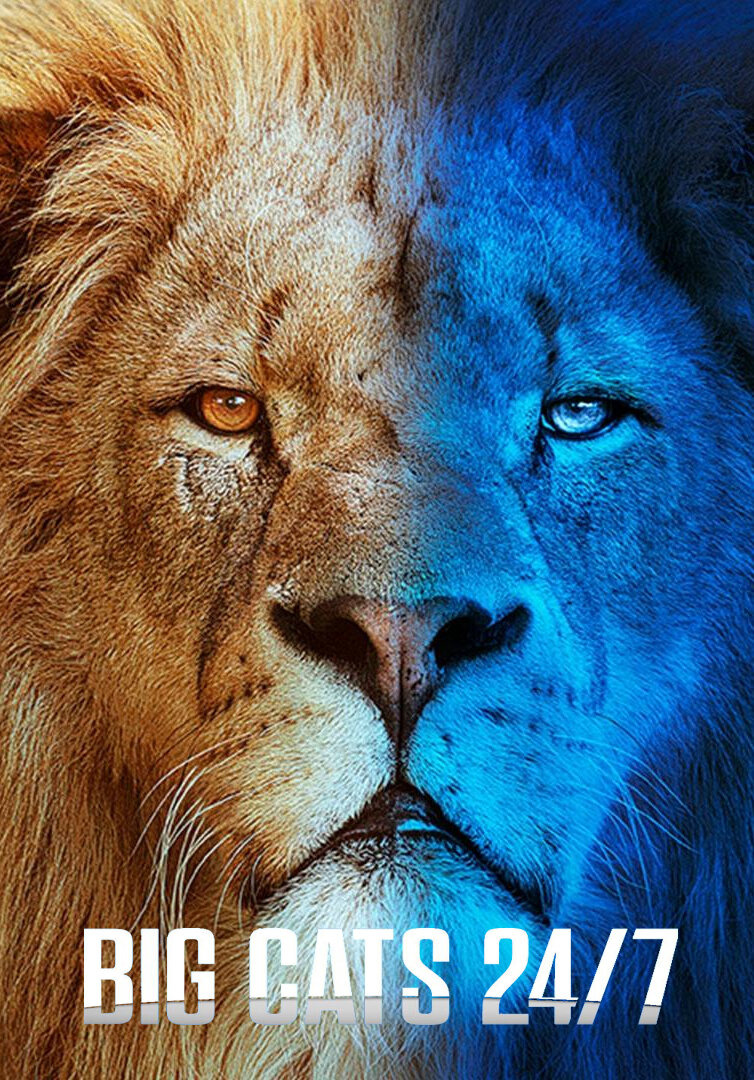 Сериал Большие кошки днём и ночью