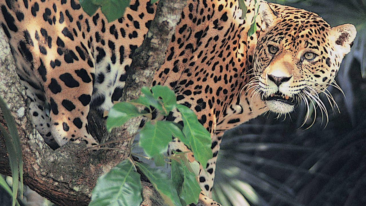 Сериал Jaguar Adventure with Nigel Marven