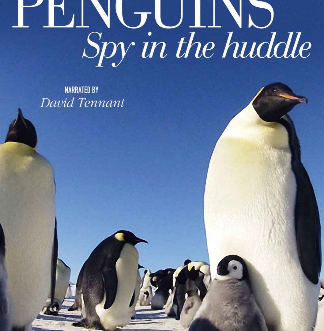 Сериал Пингвины: Шпион в толпе