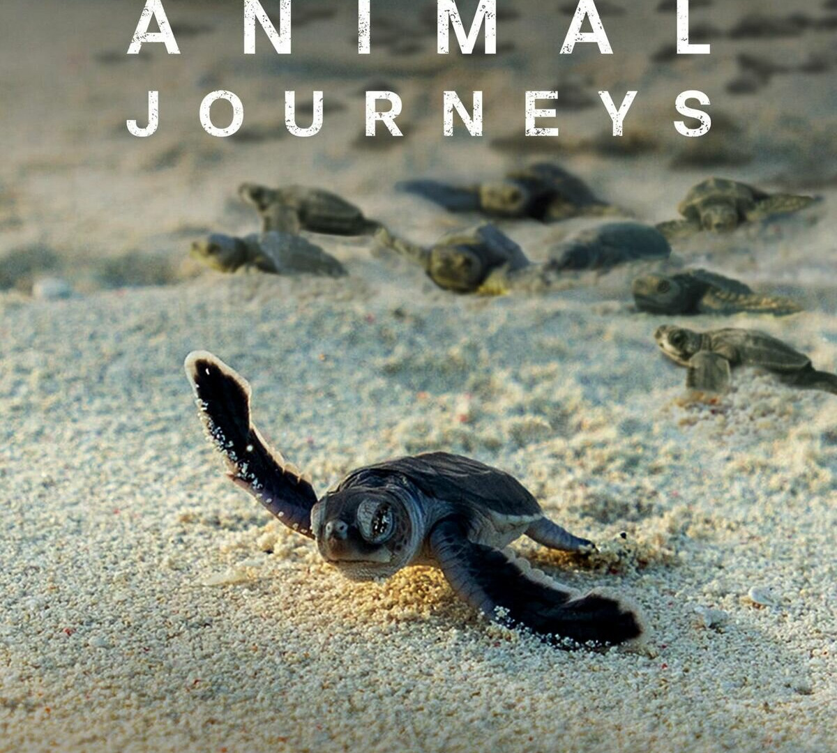 Сериал Incredible Animal Journeys