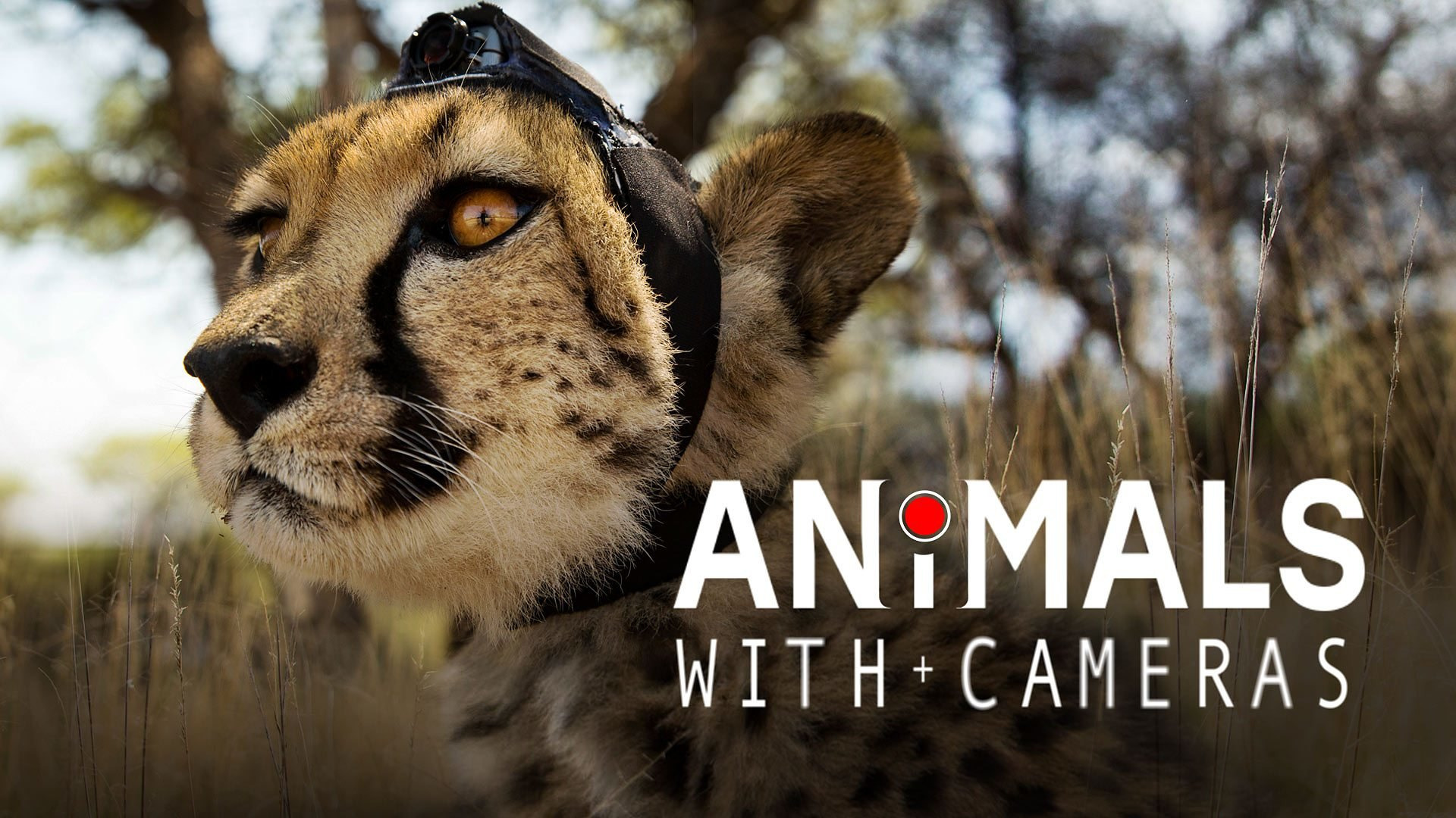 Show Animals with Cameras