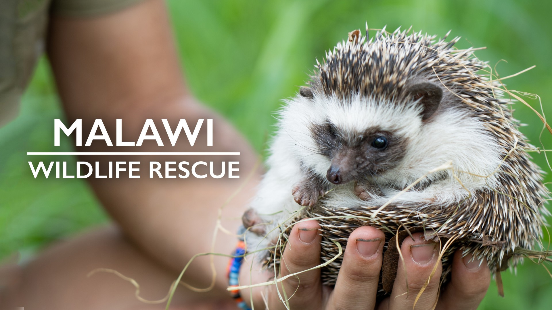 Сериал Malawi Wildlife Rescue