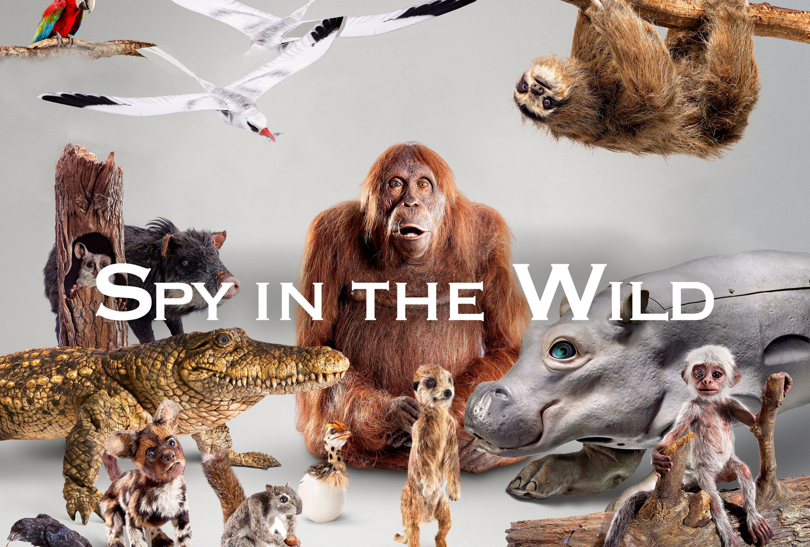 Show Spy in the Wild