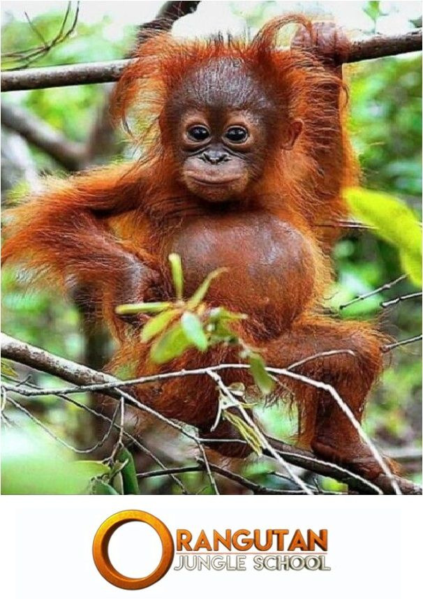 Show Orangutan Jungle School