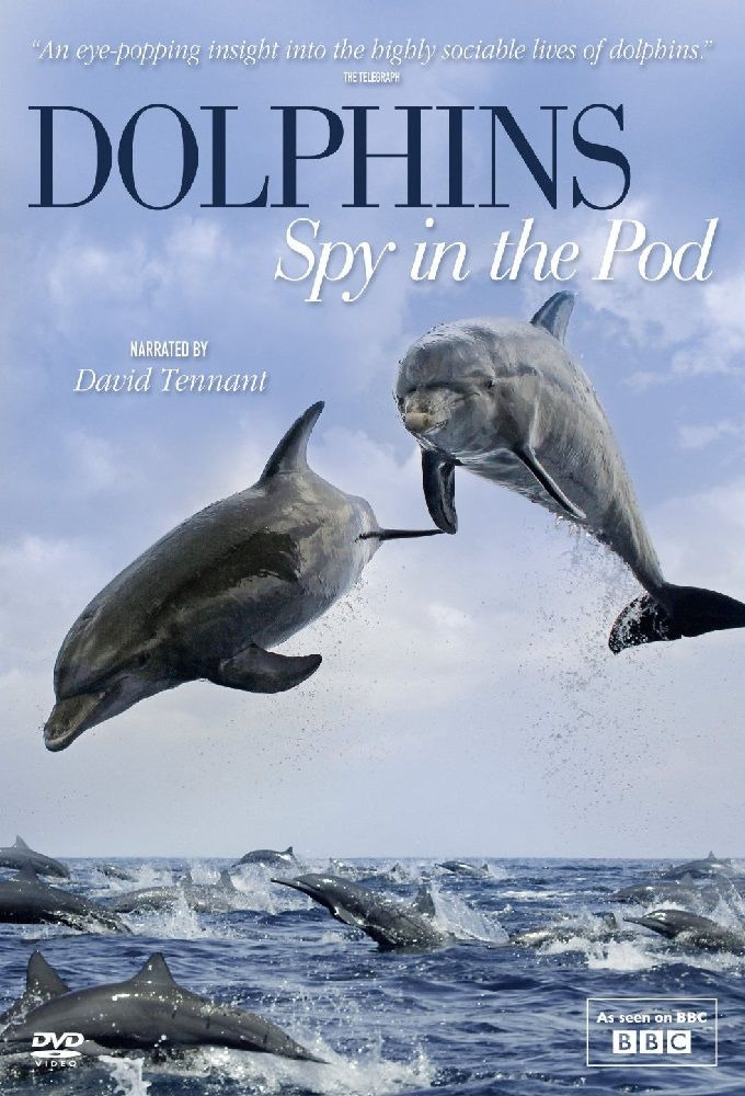 Show Dolphins: Spy in the Pod
