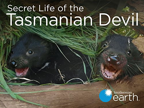 Show Secret Life of the Tasmanian Devil