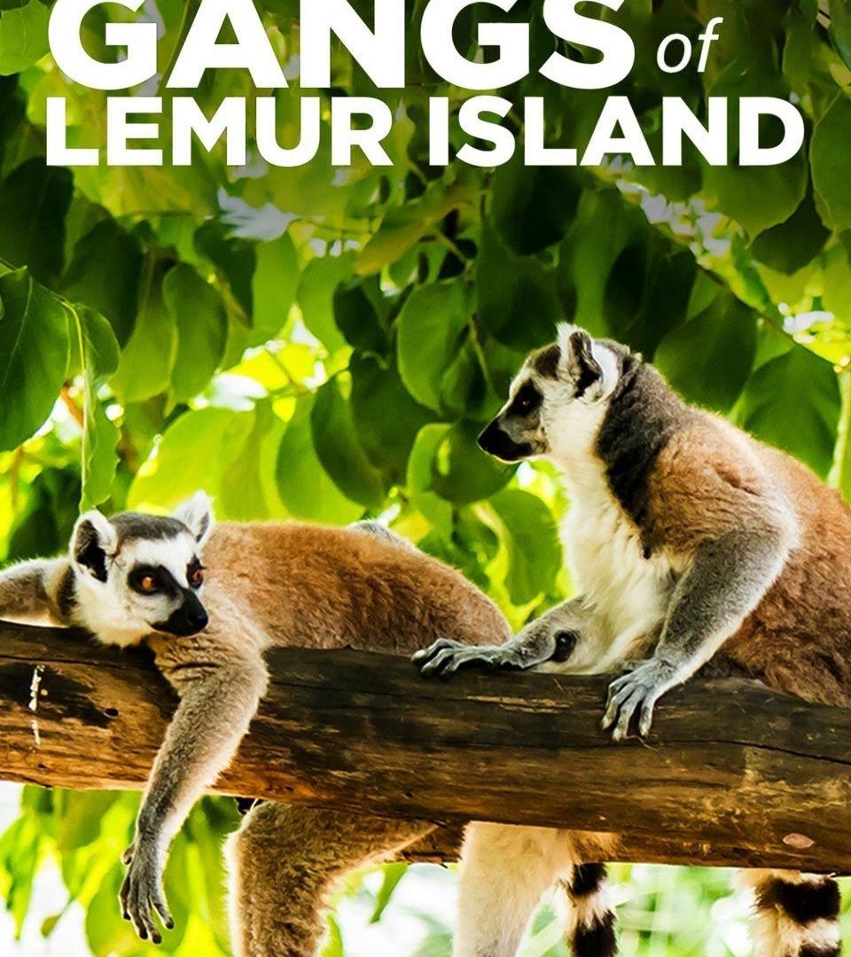 Сериал Gangs of Lemur Island