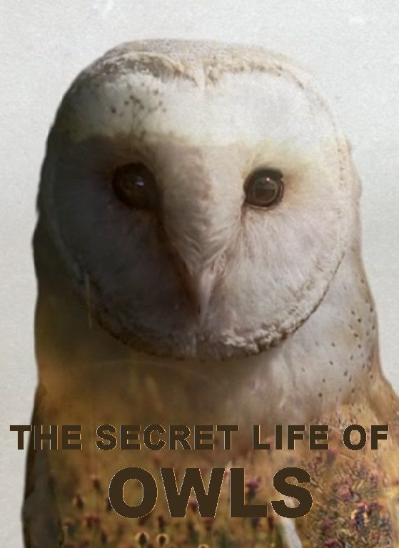 Show The Secret Life of Owls