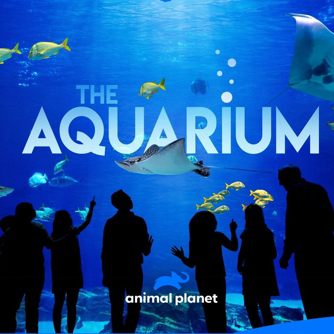 Сериал The Aquarium