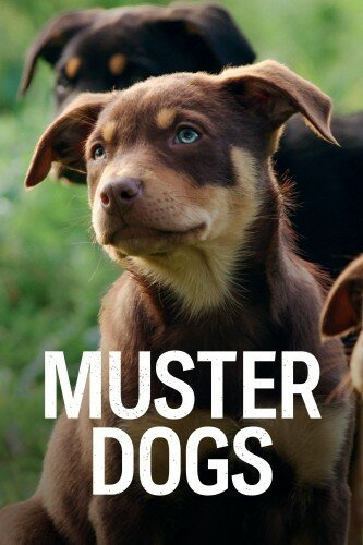 Сериал Muster Dogs