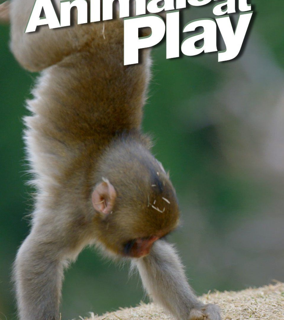 Show Animals at Play
