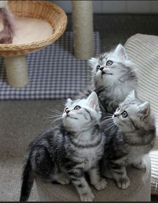 Show The Secret Life of Kittens