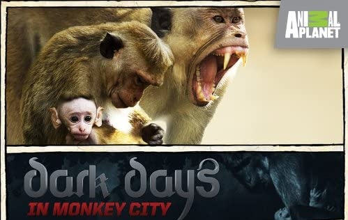 Сериал Смутное время в Городе обезьян