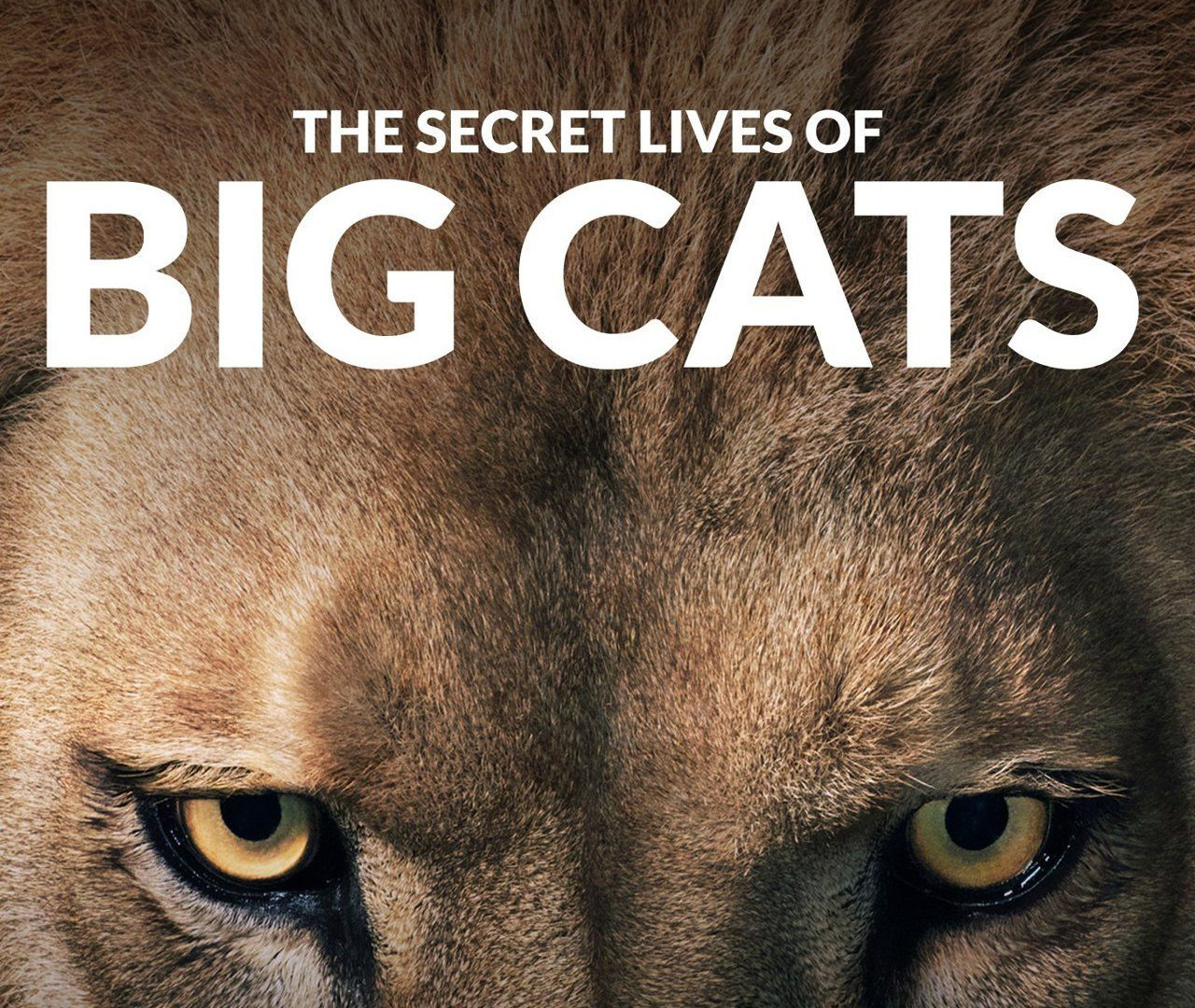 Сериал The Secret Lives of Big Cats