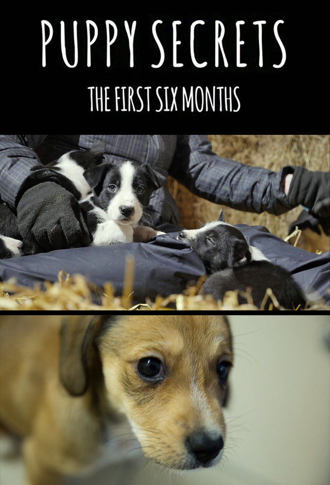 Сериал Puppy Secrets: The First Six Months