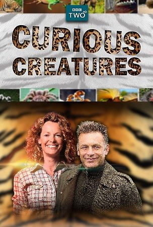 Show Curious Creatures