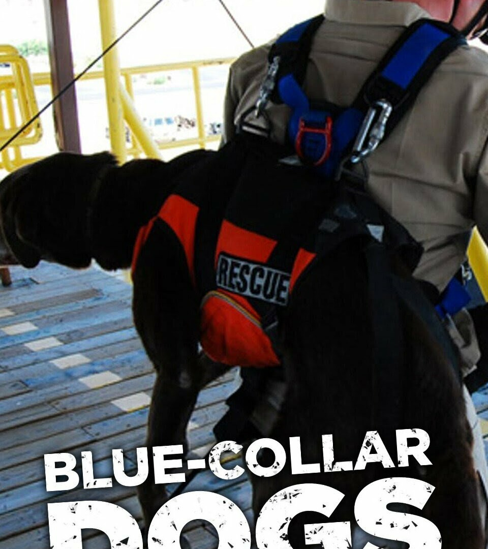 Show Blue-Collar Dogs