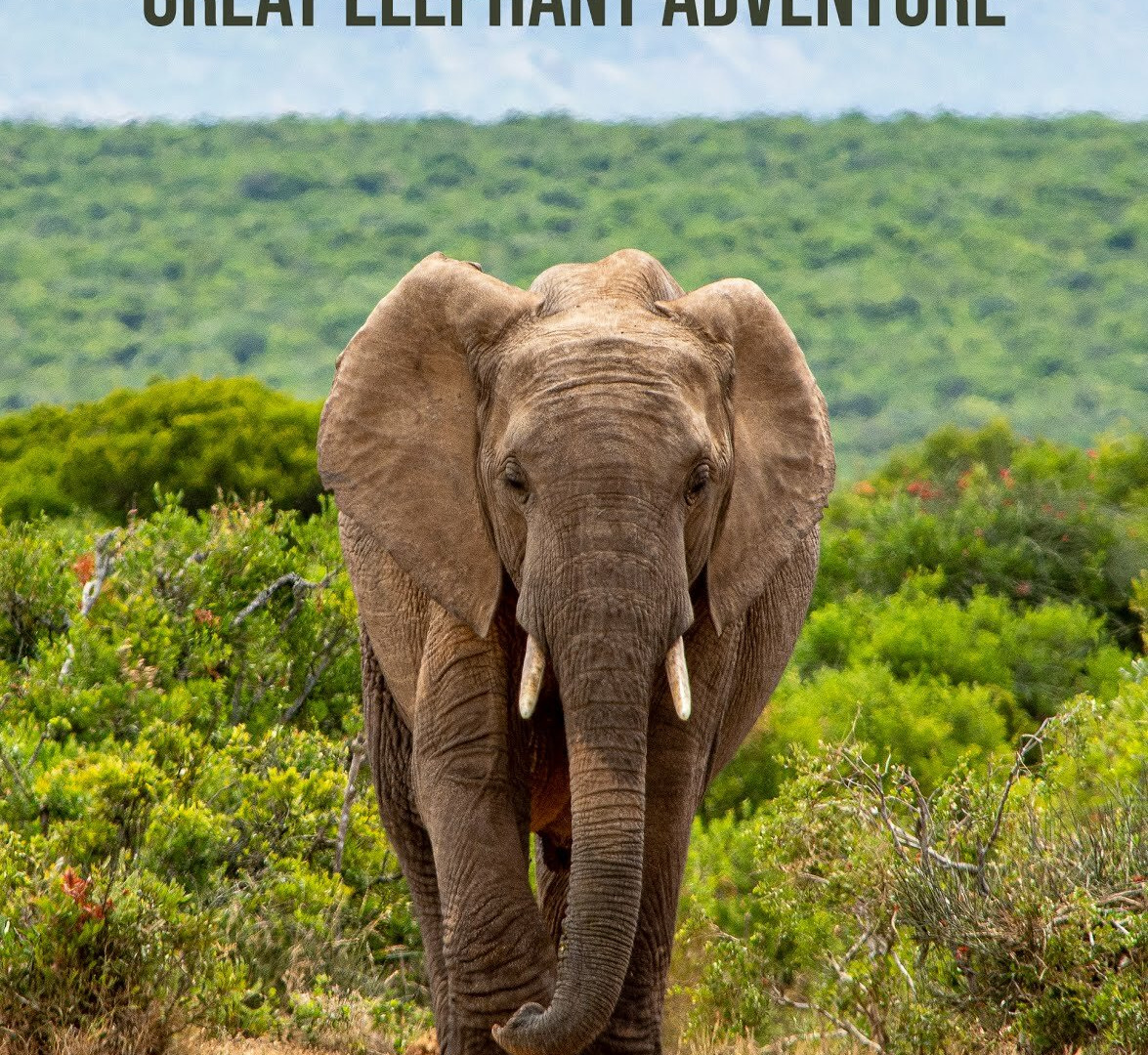 Сериал Paul O'Grady's Great Elephant Adventure
