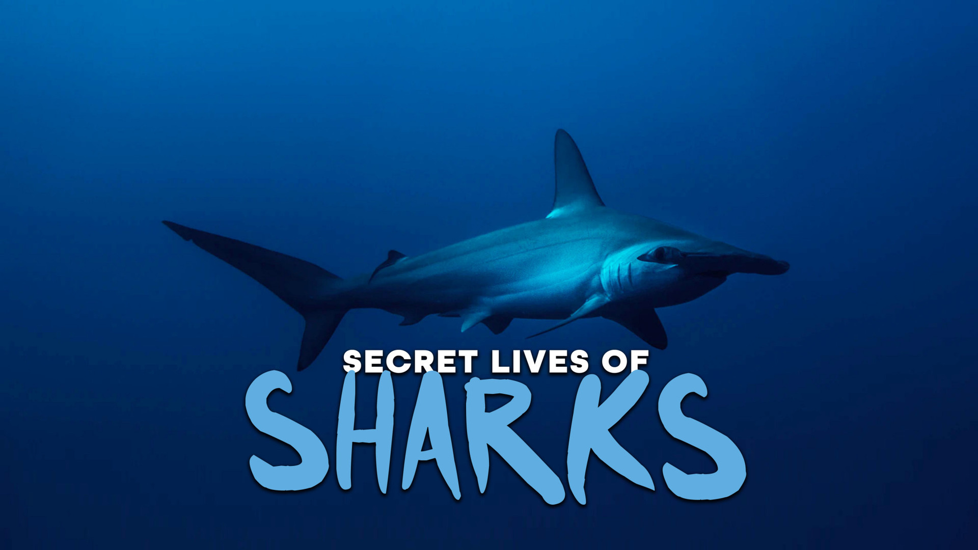 Сериал Тайная жизнь акул