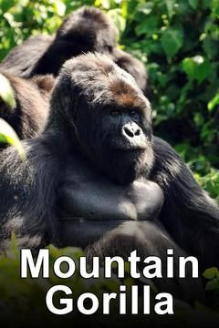Show Mountain Gorilla: Mission Critical