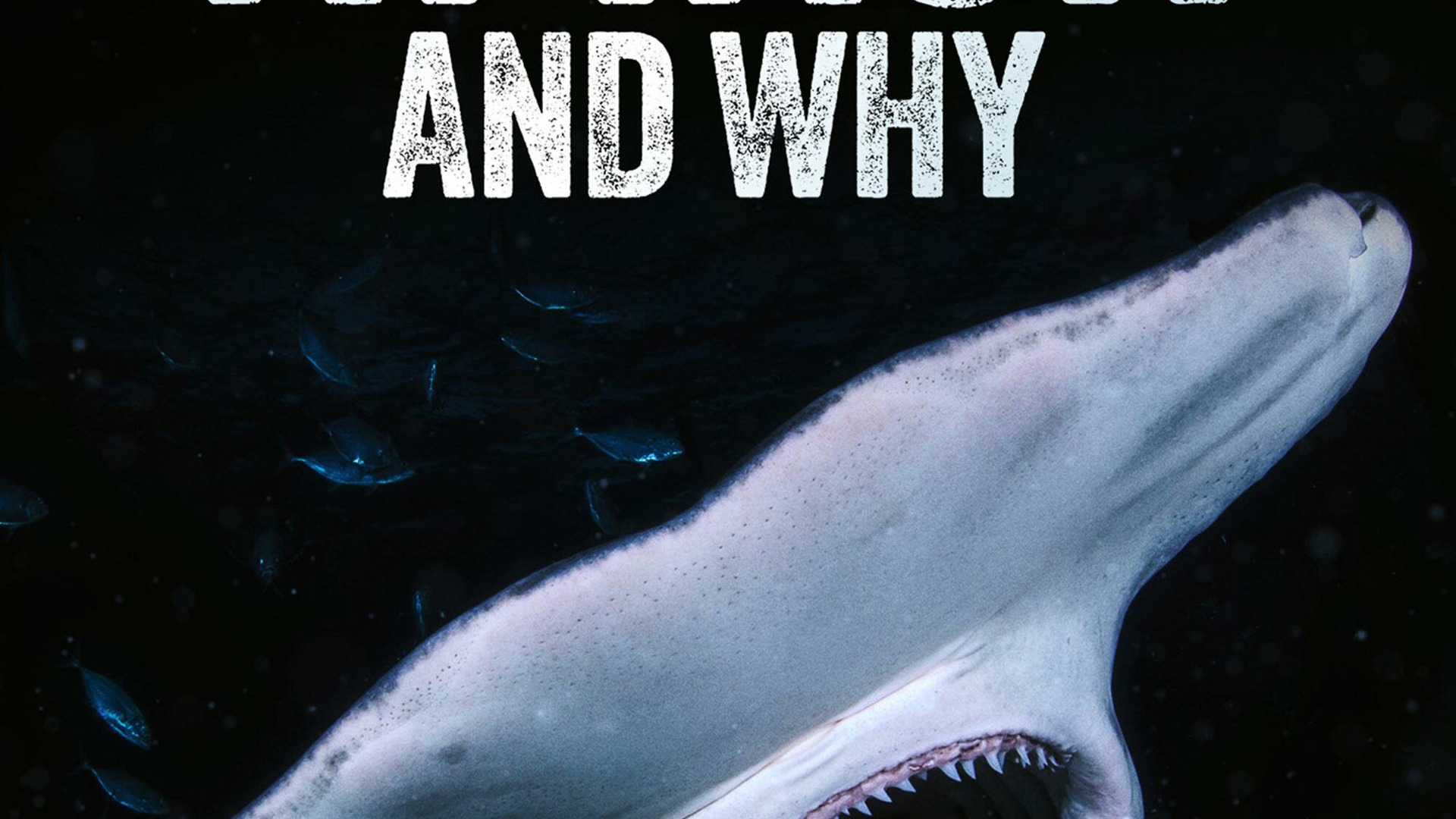Сериал When Sharks Attack... And Why