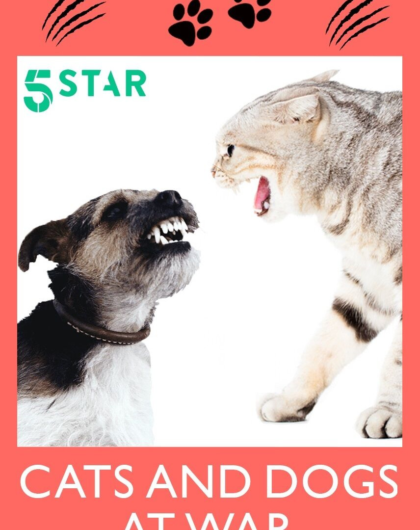 Show Cats and Dogs at War