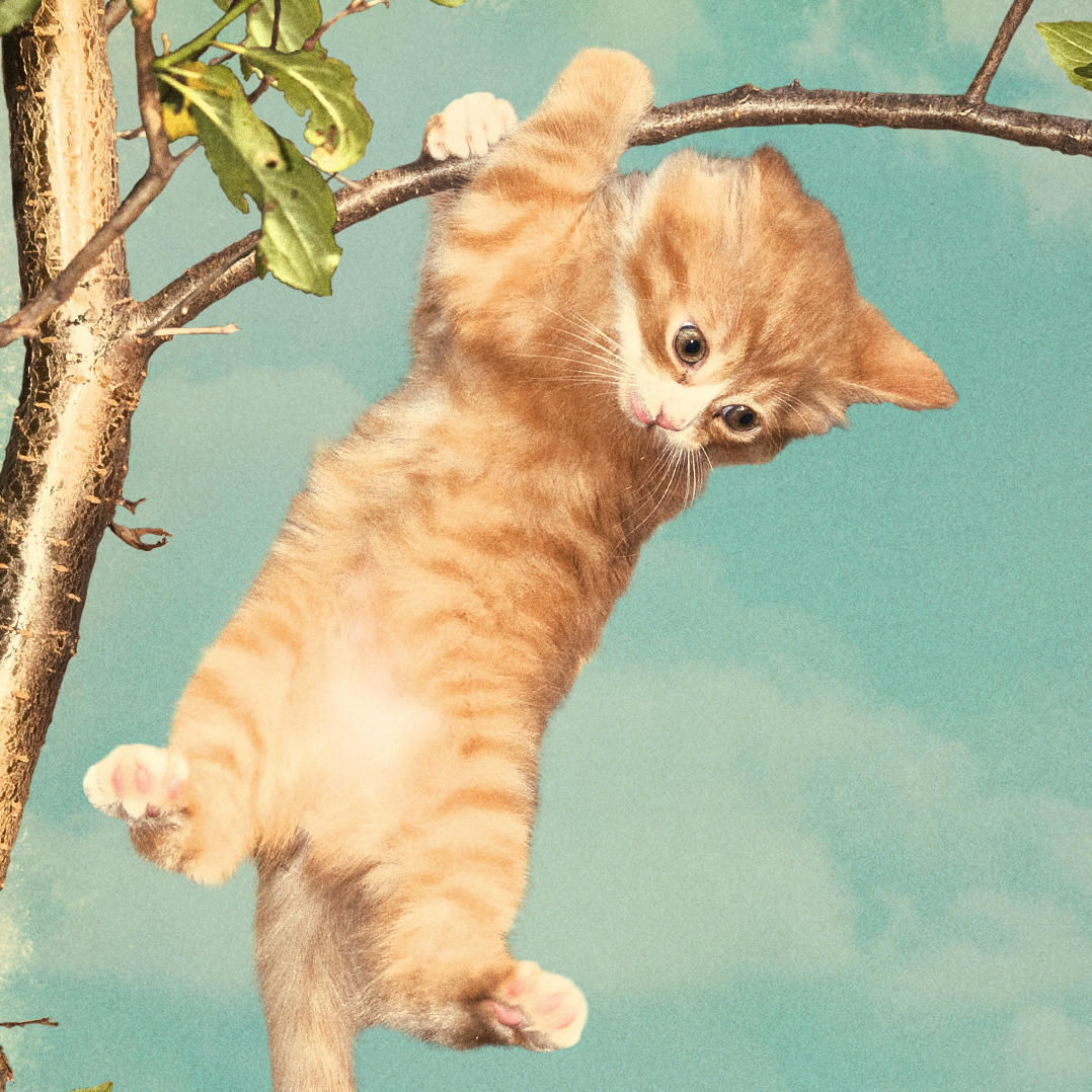 Сериал Treetop Cat Rescue