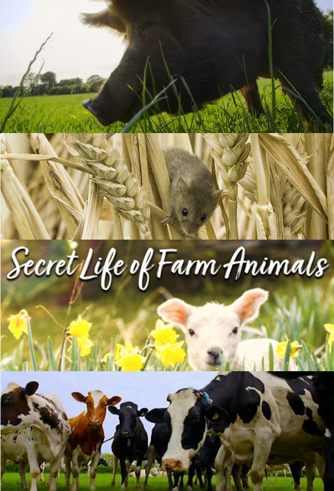 Сериал Secret Life of Farm Animals