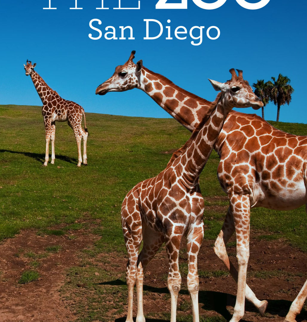 Сериал The Zoo: San Diego