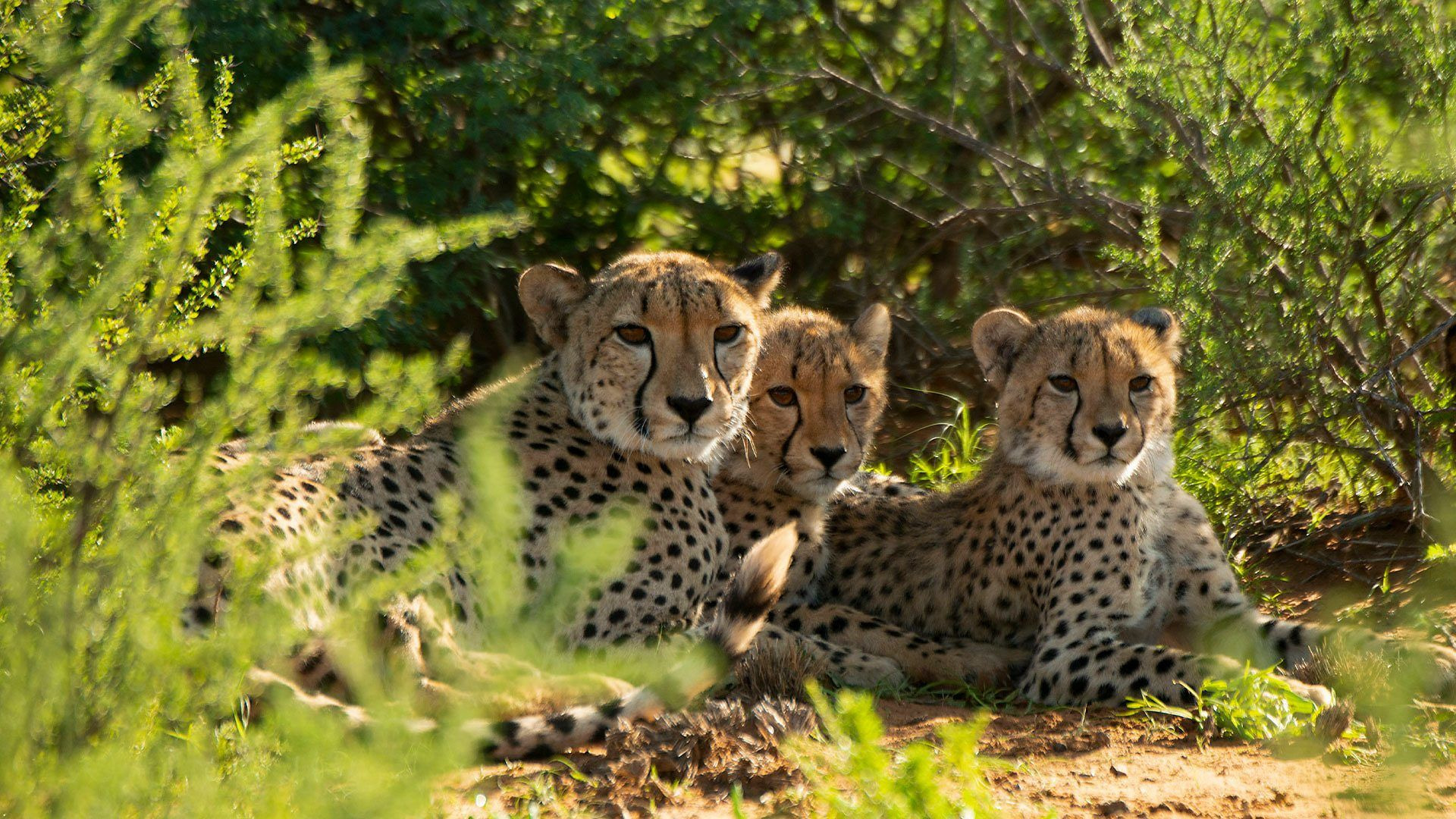 Сериал Cheetah Family & Me