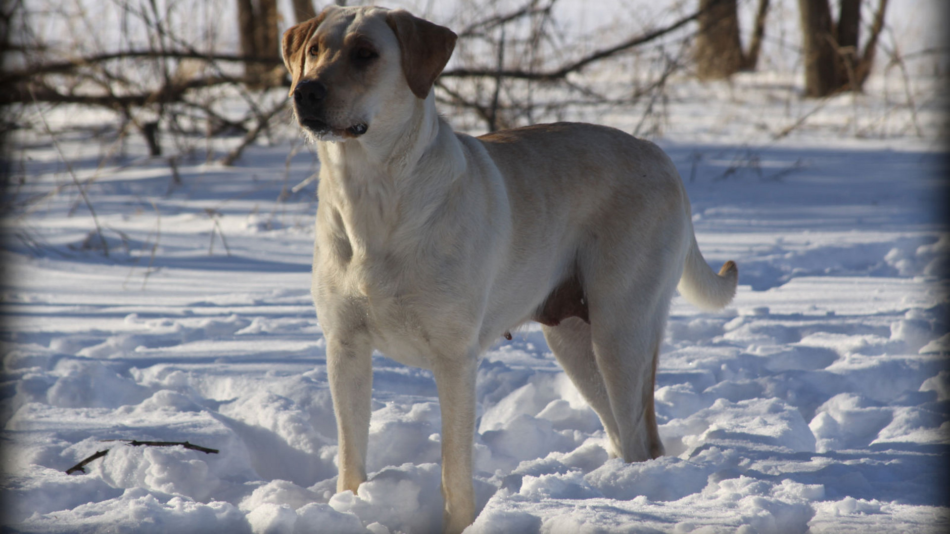 Сериал Extraordinary Dogs