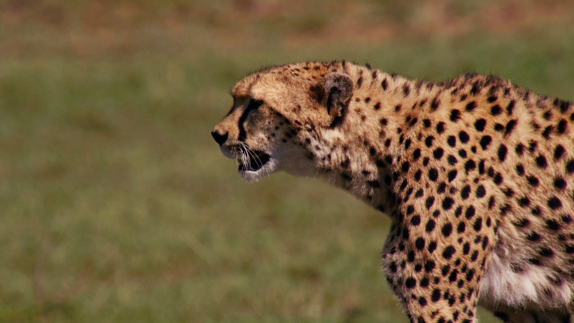 Chase animals. Быстрые животные. Гепард в деле. Bbc гепарды. Леопард охотится на антилопу.
