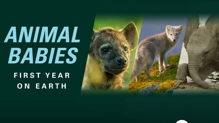 Сериал BBC: Малыши в дикой природе: Первый год на земле	