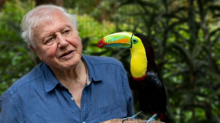 Show Attenborough's Life in Colour