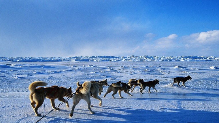 Show Iditarod: Toughest Race on Earth