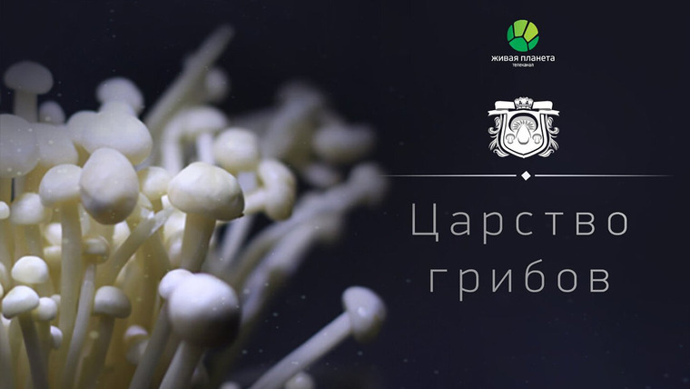 Сериал Царство грибов