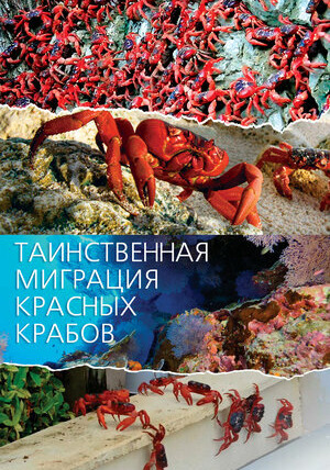 Сериал Таинственная миграция красных крабов